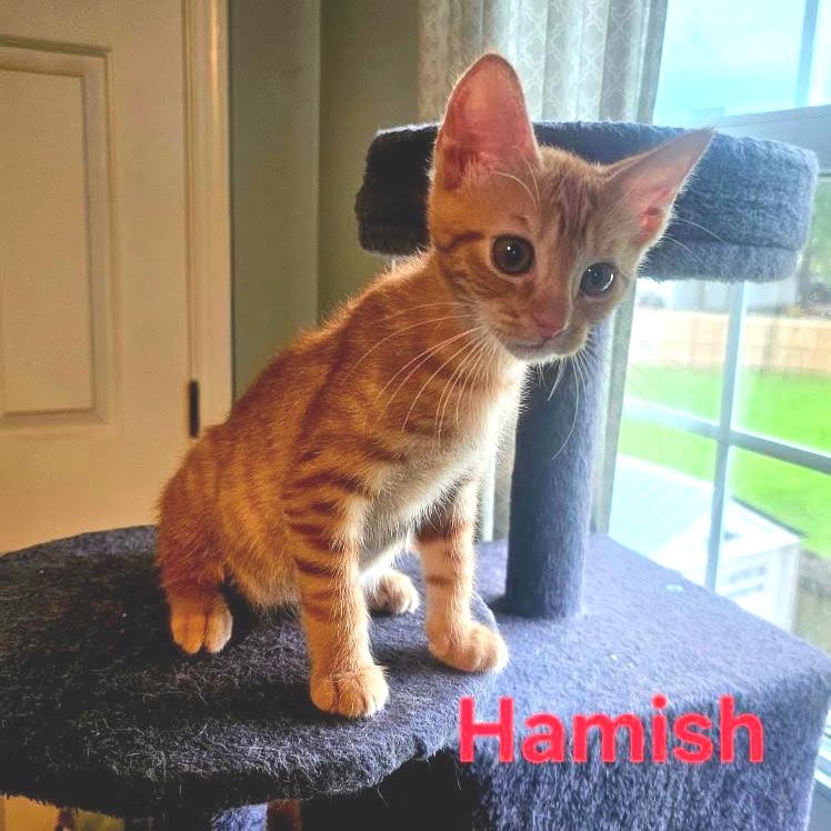 Hamish
