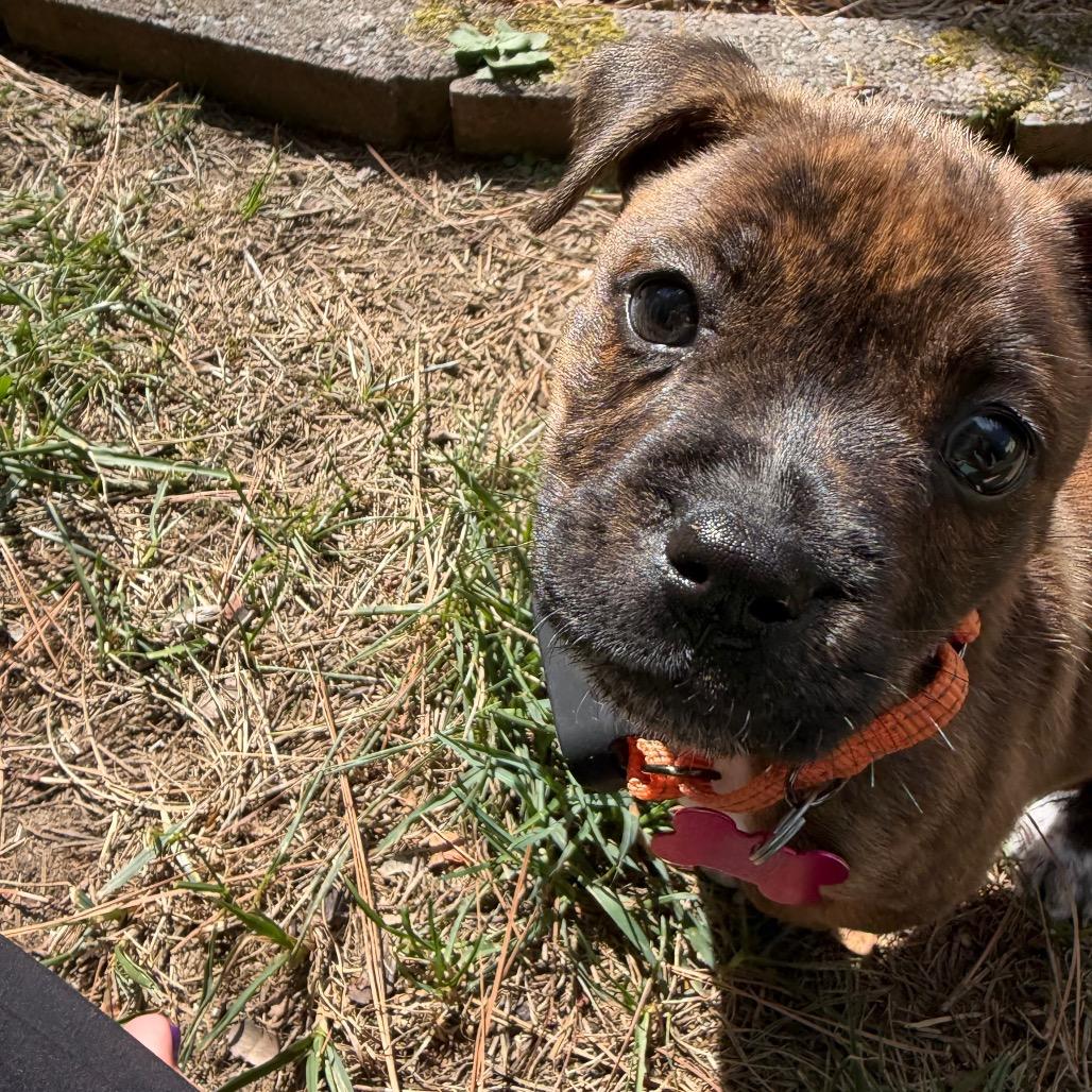 Odette (Odie)