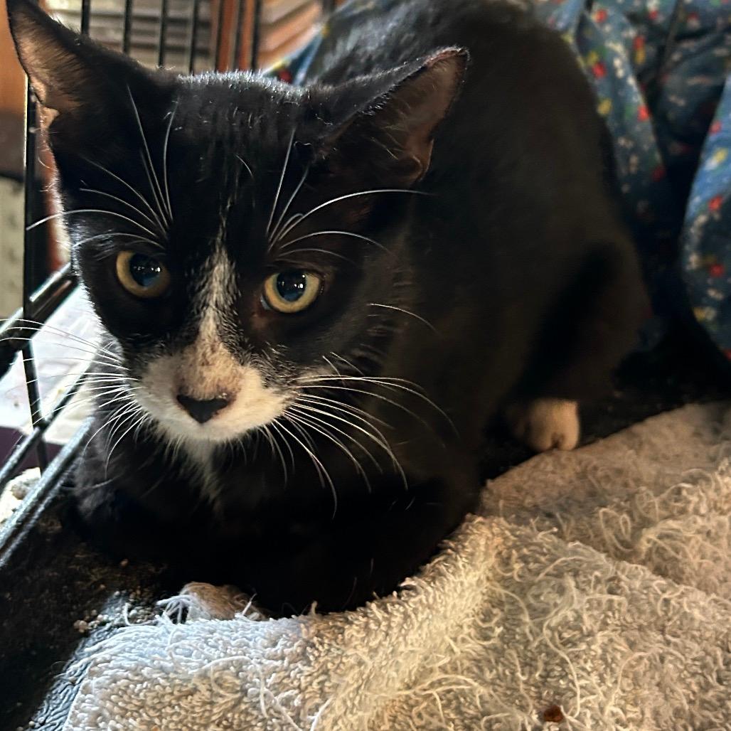 TJ Tuxedo