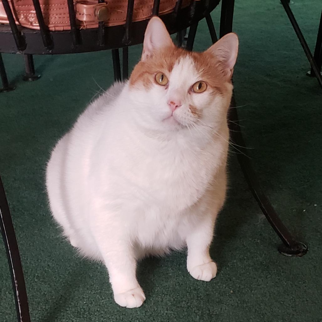 Chloe