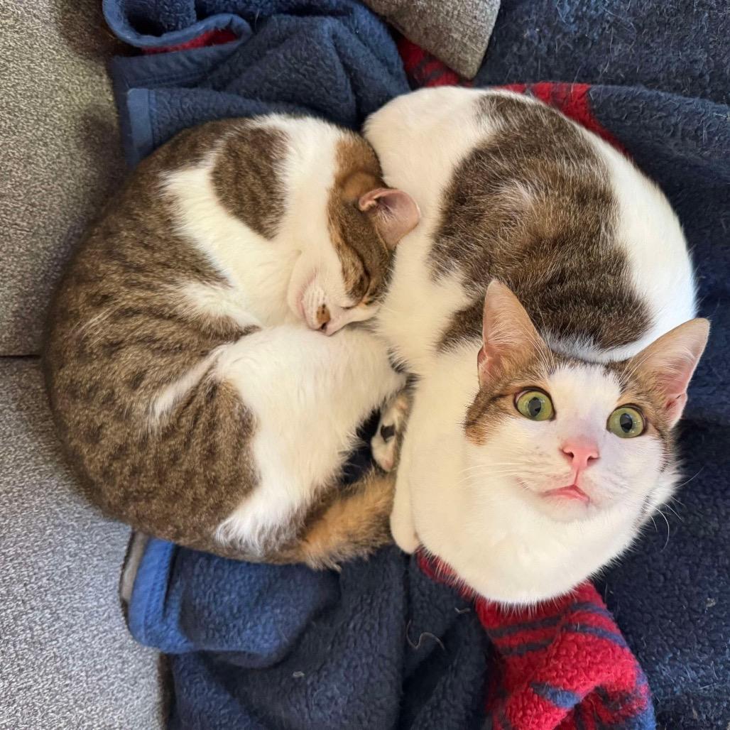 Ice (bonded with Tanki) 