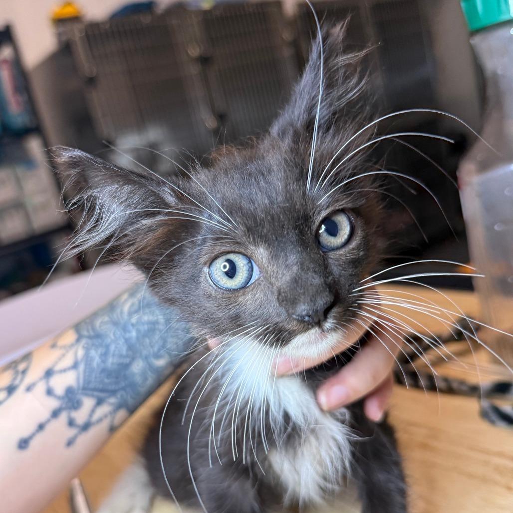 Mango