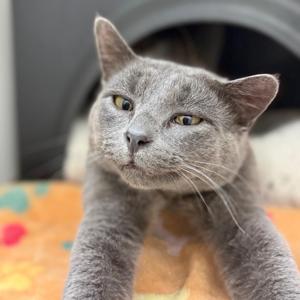 Pewter