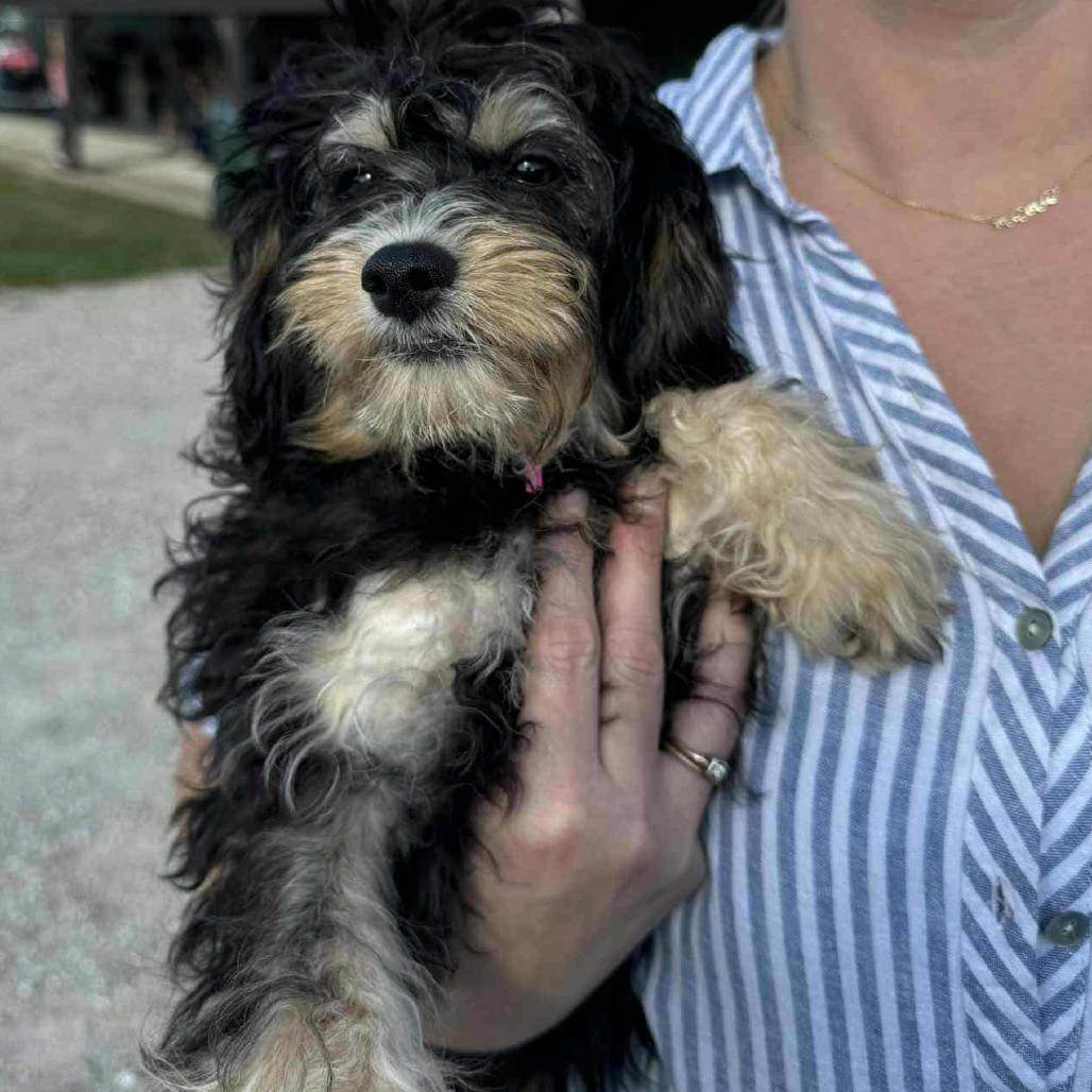 Nova