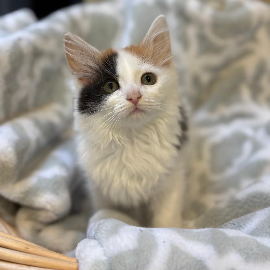 Smores