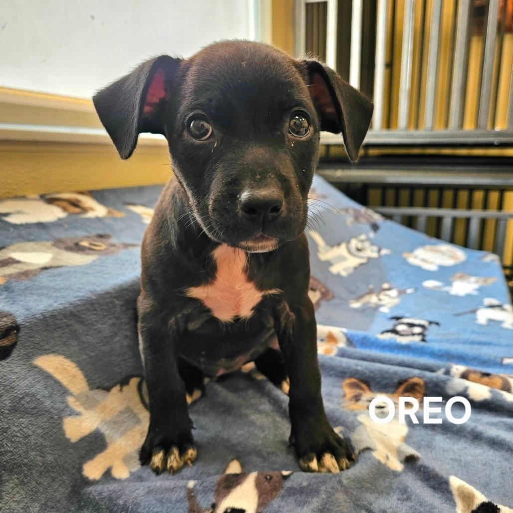 Oreo 