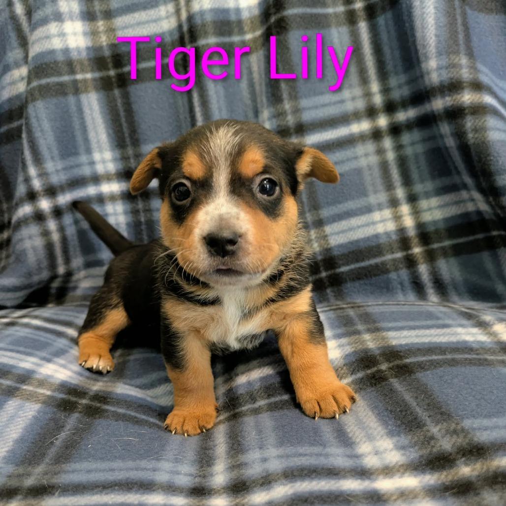 Tiger Lily