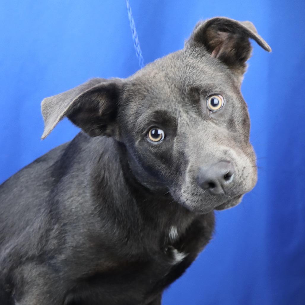 Oliver - 050403U