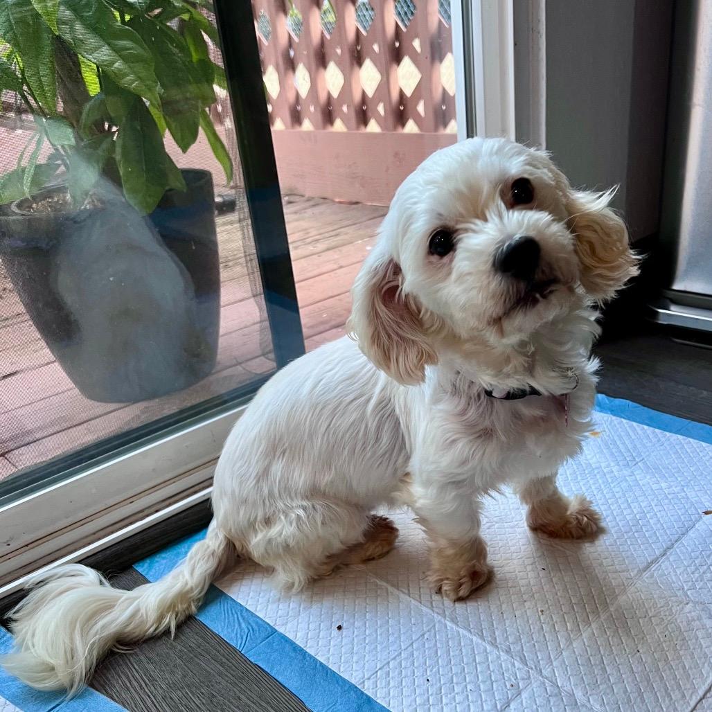 Vivi