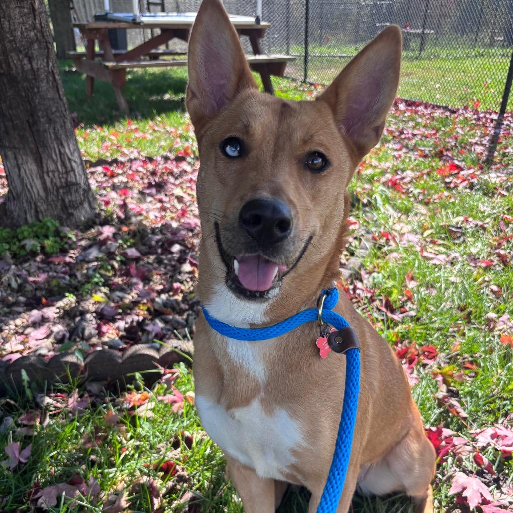 Dingo