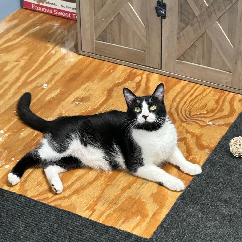 Mr. Meowster