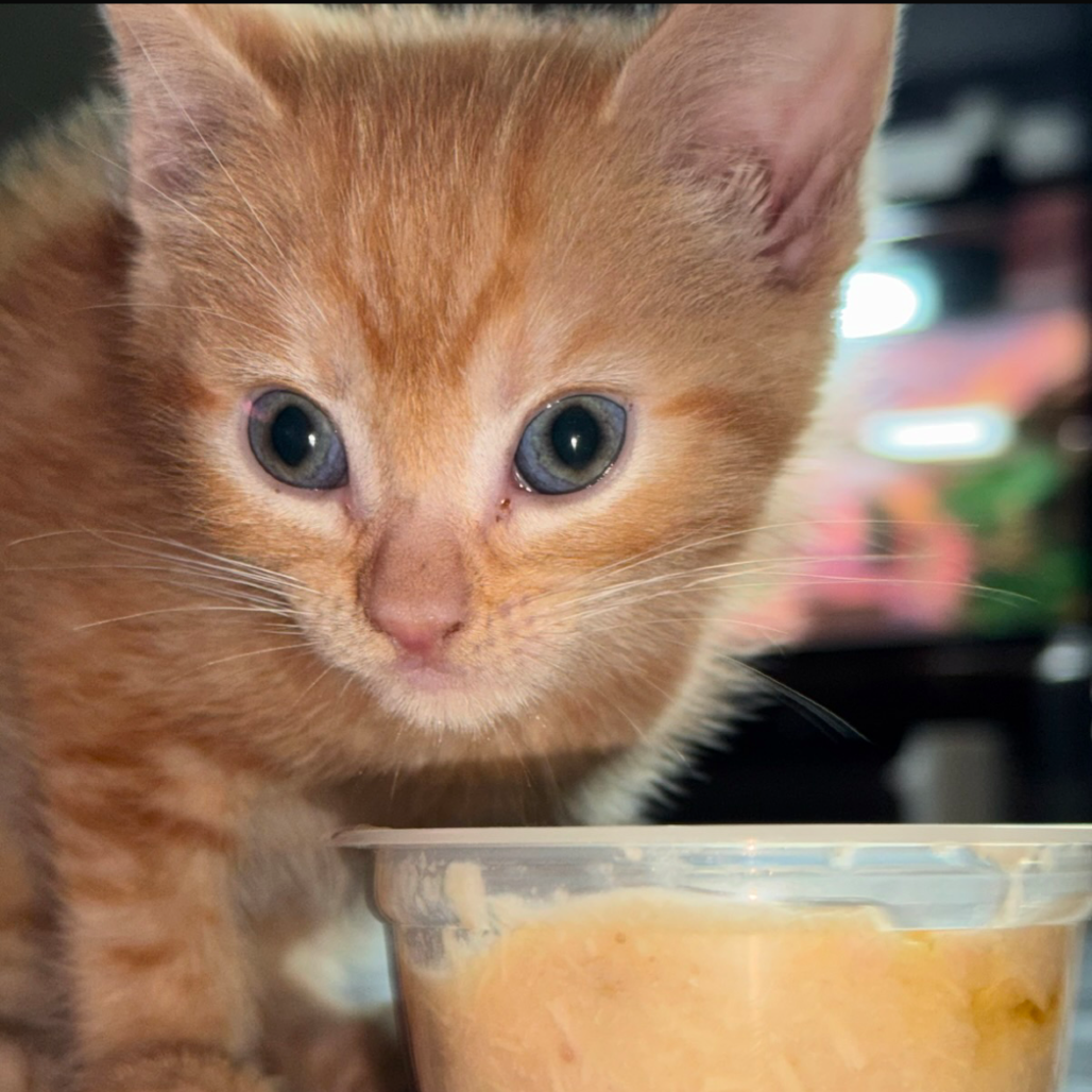Macaroni
