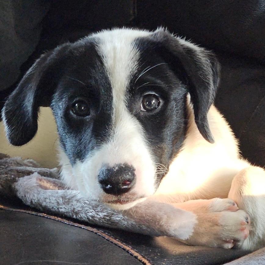 Penny