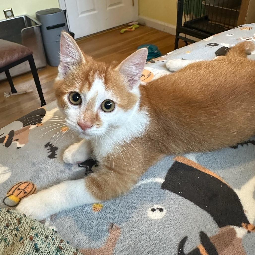Jasper
