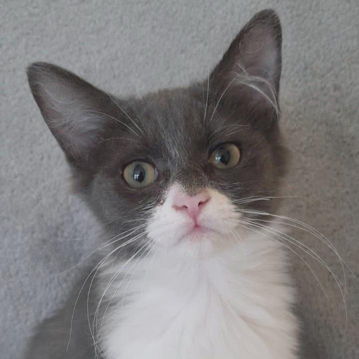 Endora