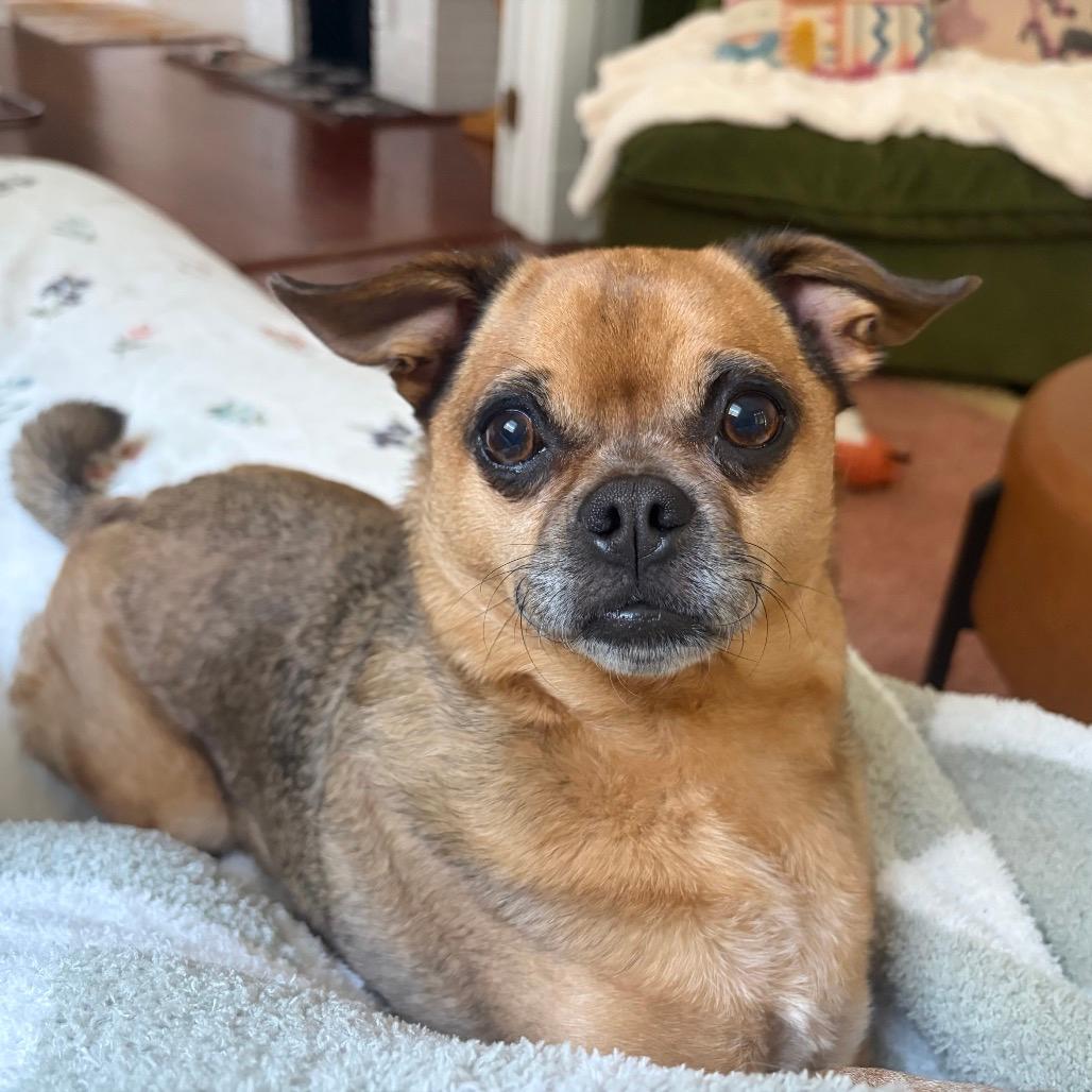 Beignet