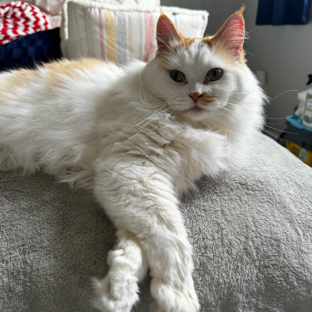 Mia C12581