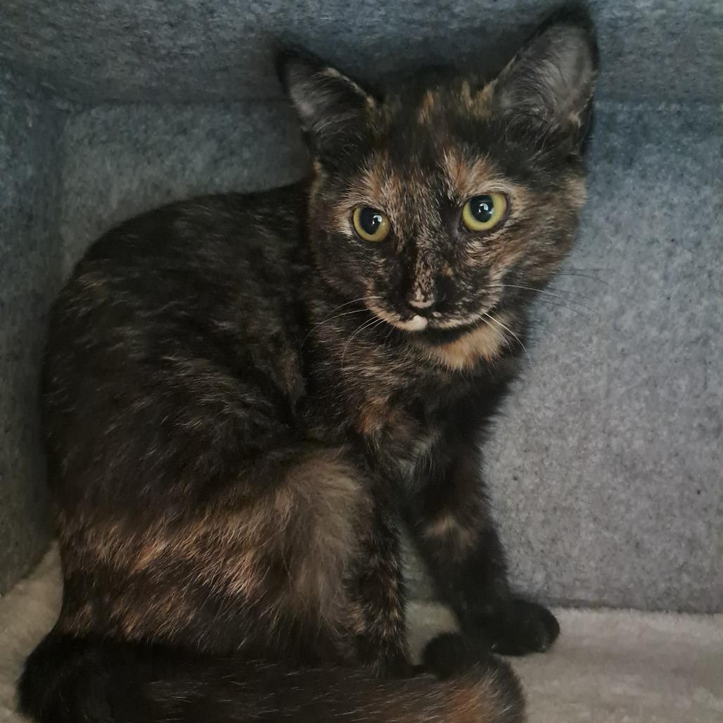 Tina