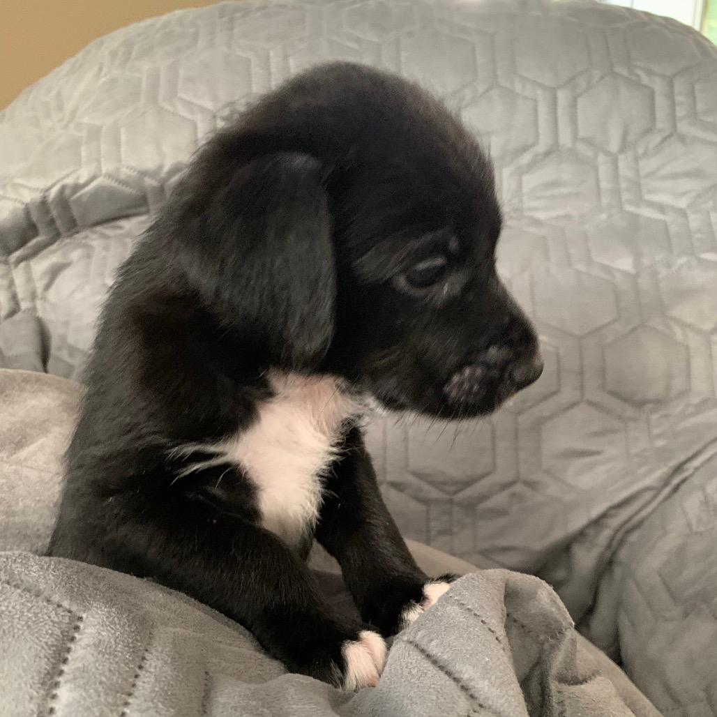 Nash