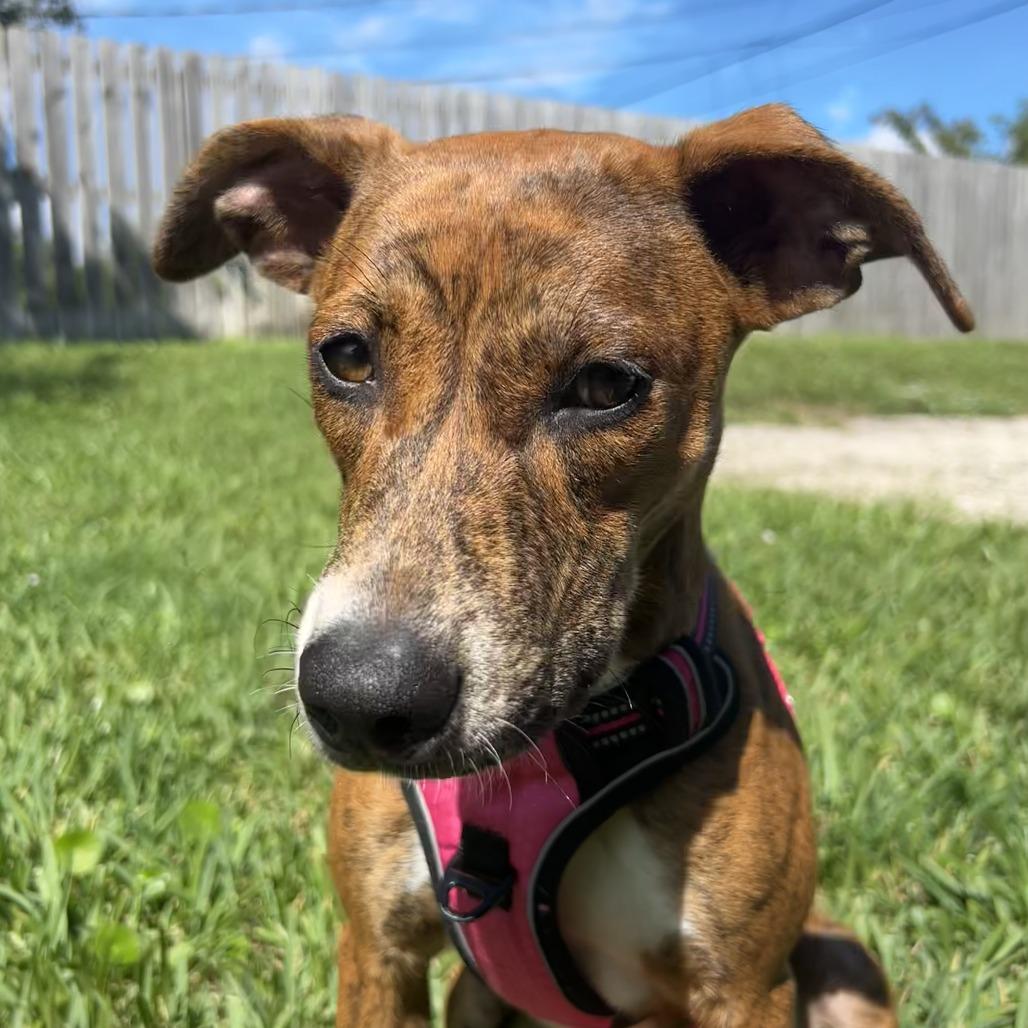 Hazel 