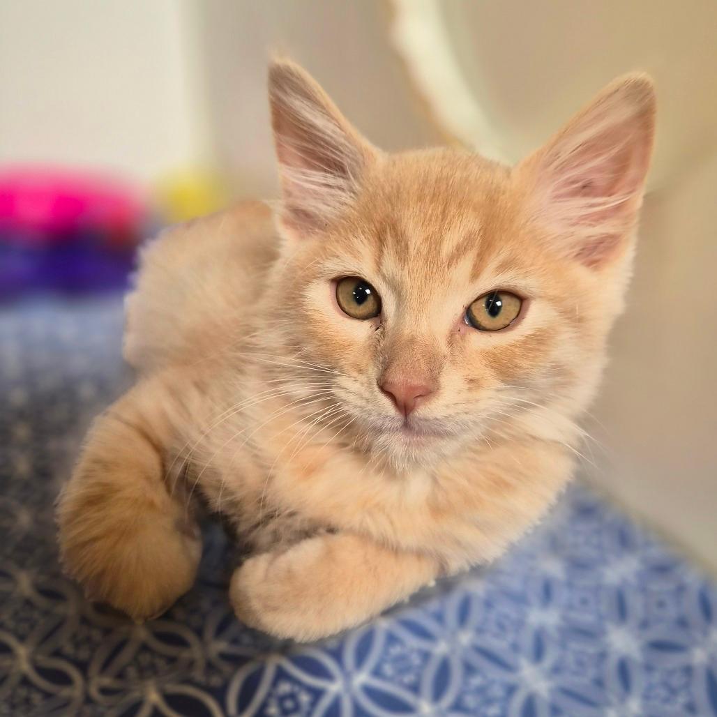 Kit Kat