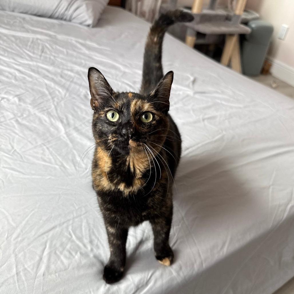 Luci