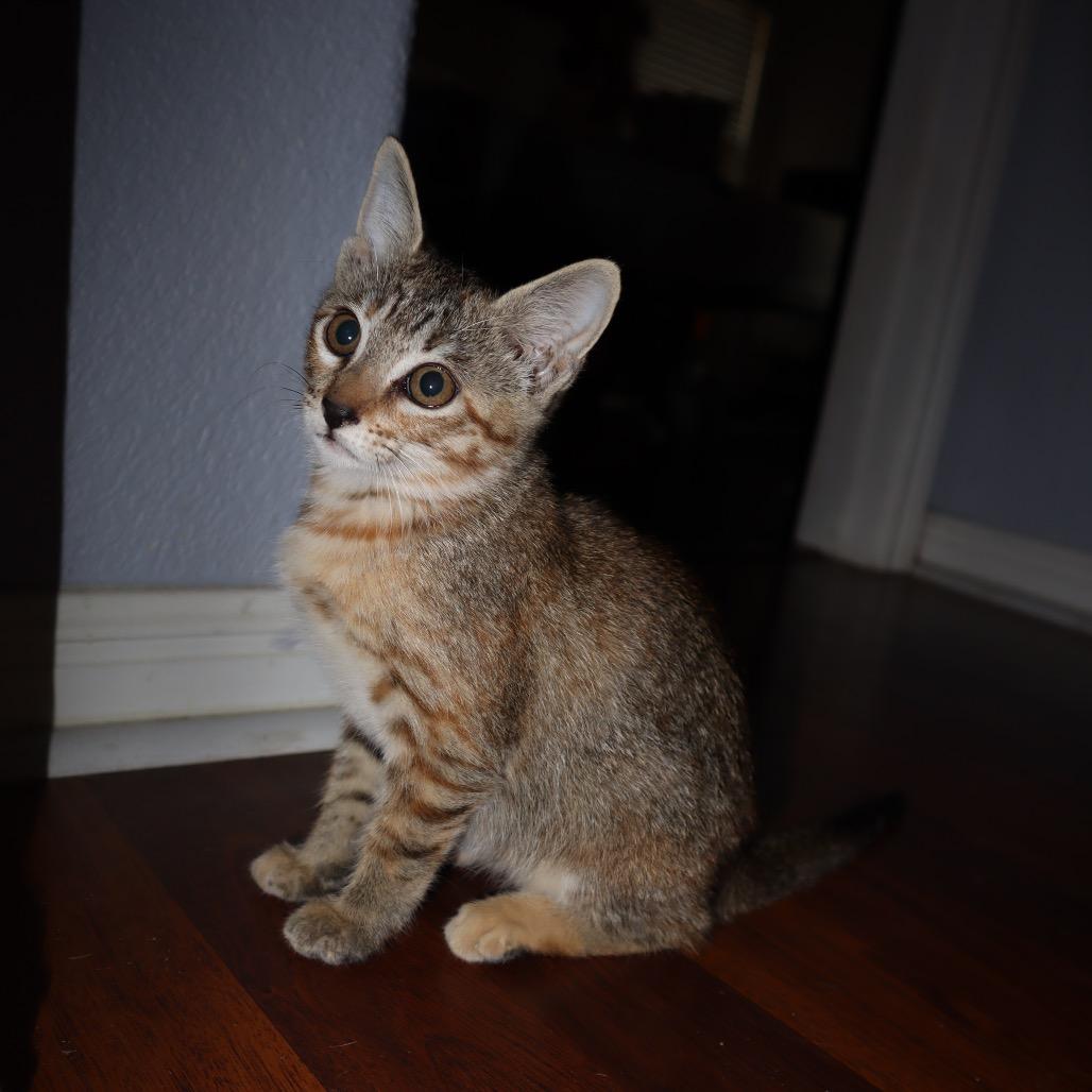 Pixie