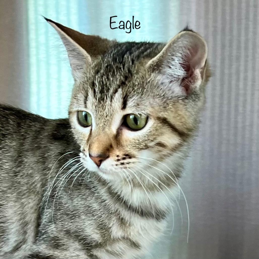 Eagle