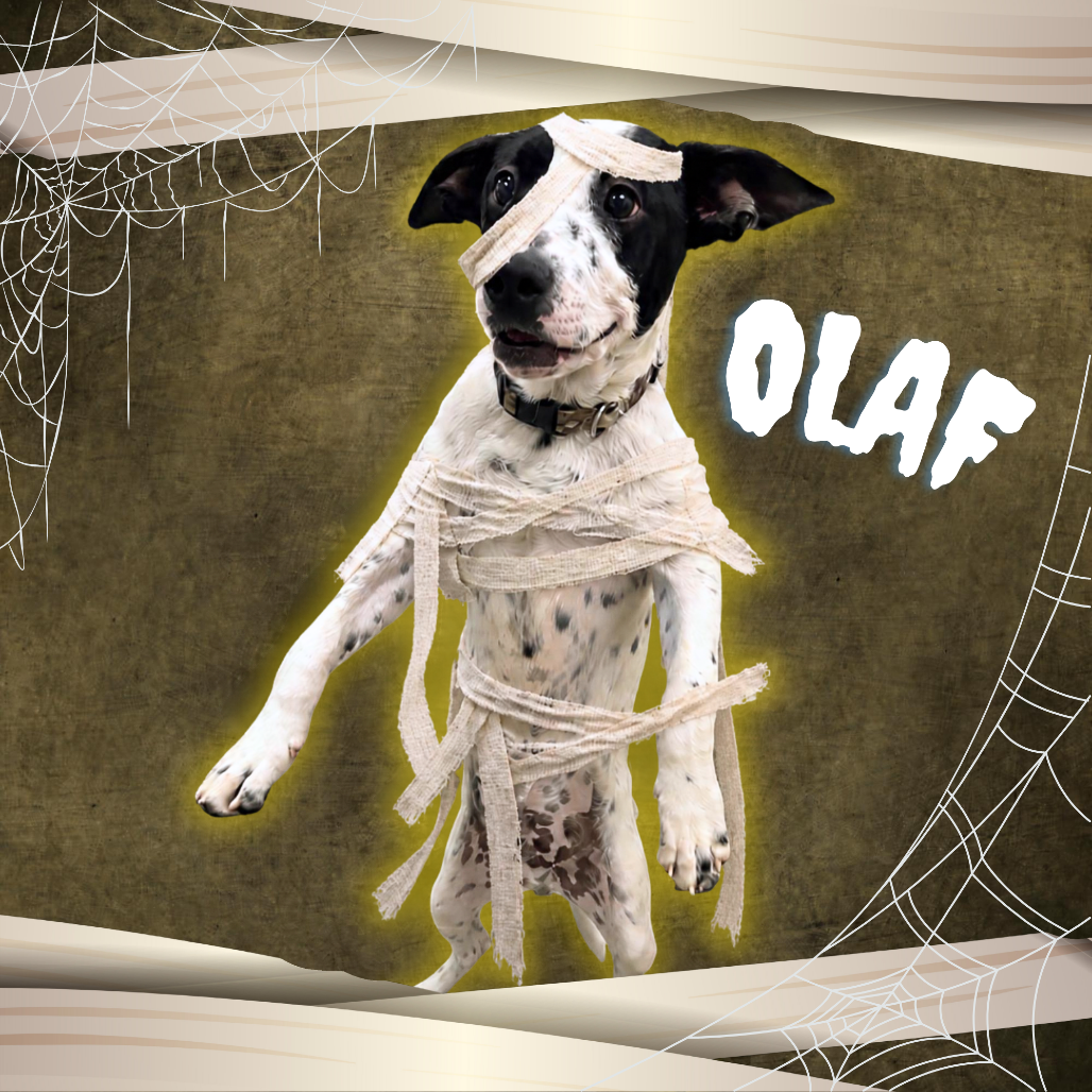 Olaf