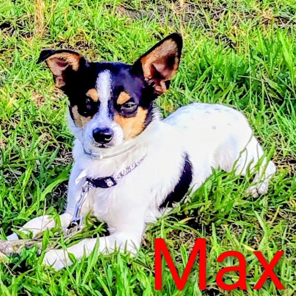 Maximo *Arriving 10/10* D12681