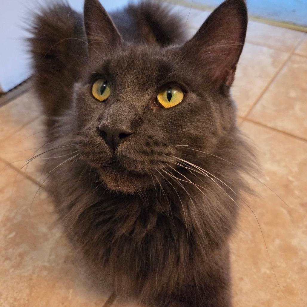 Bella