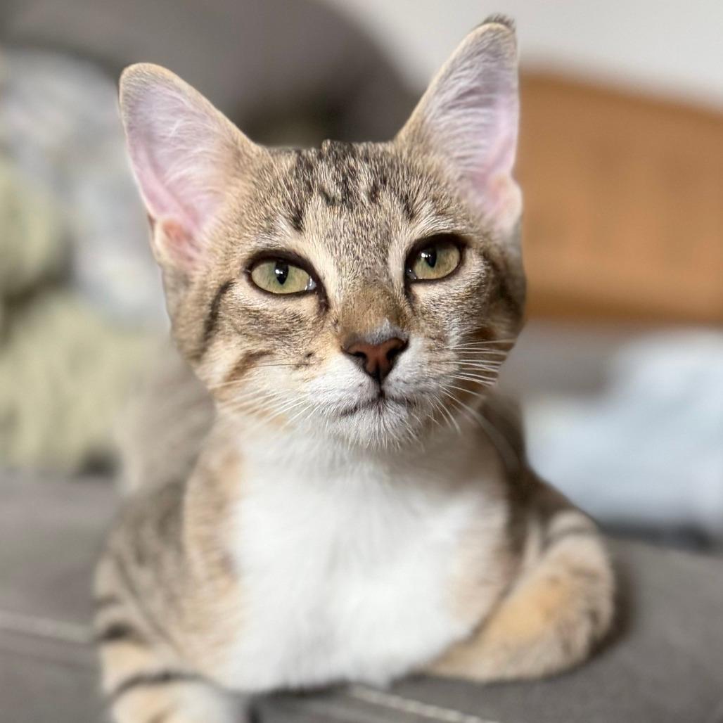 Tiger Baby