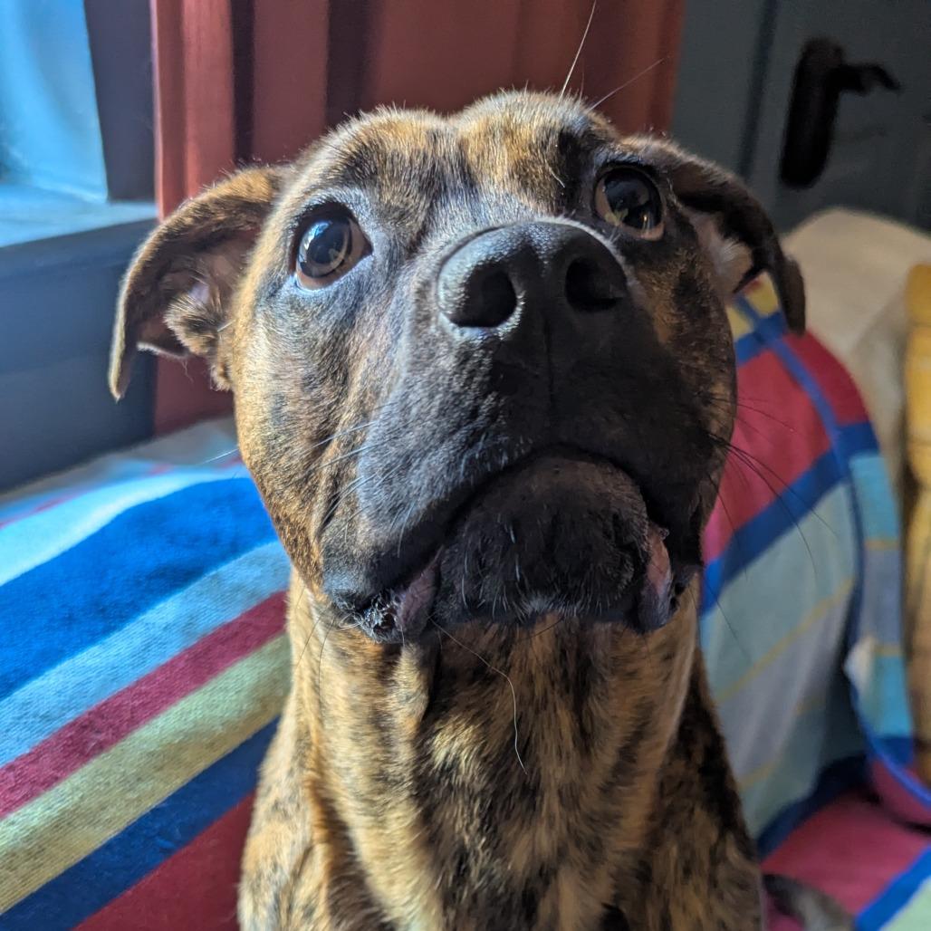 Rolo