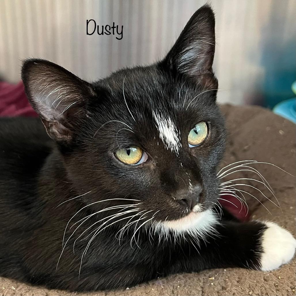 Dusty