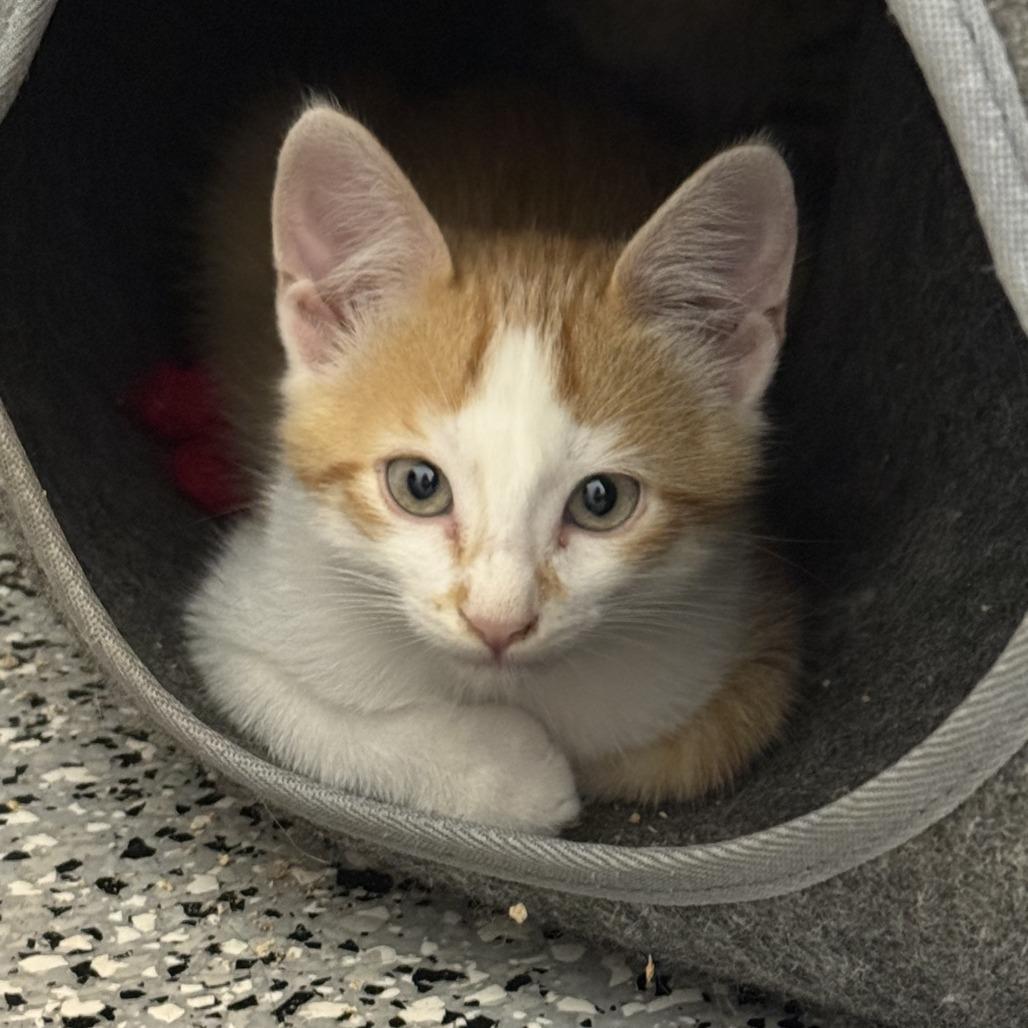 Saba