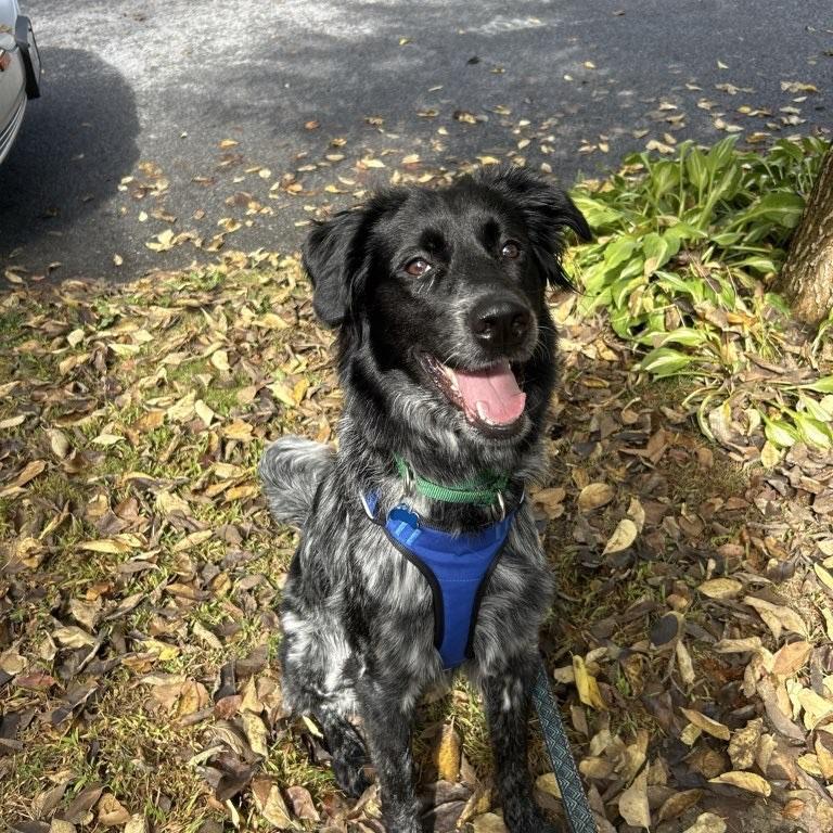Shiloh (adoption pending)