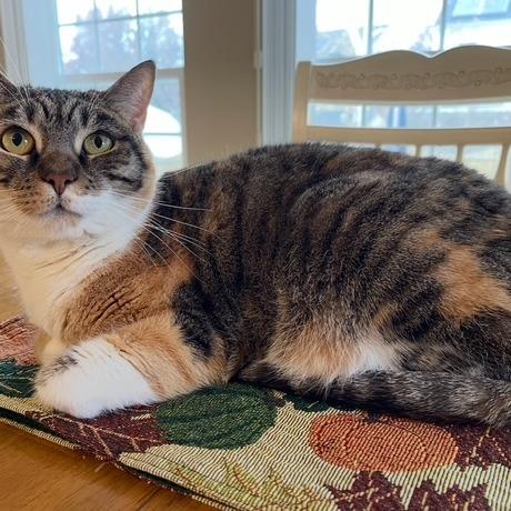 Pumpkin- FOSTER ME