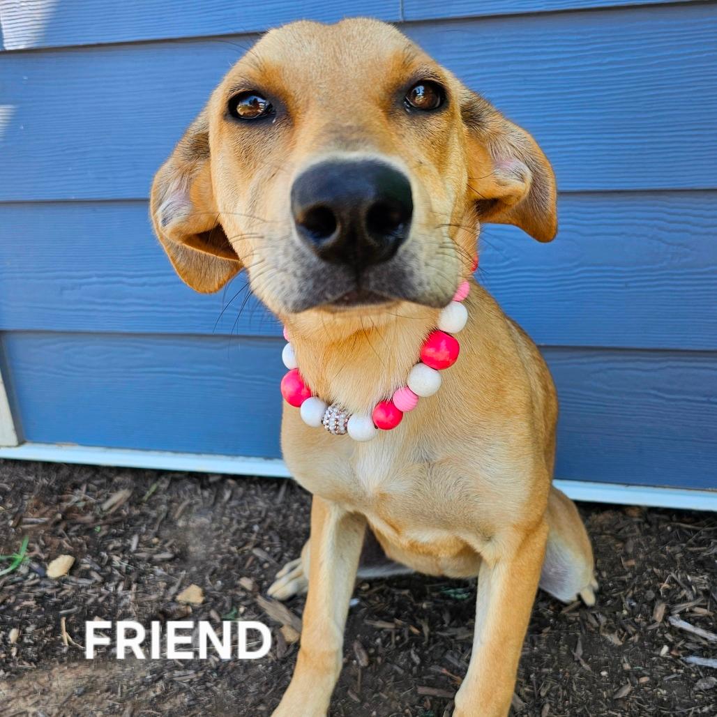 Friend