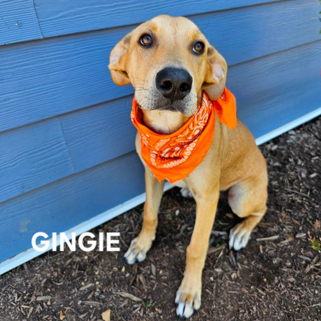 Gingie