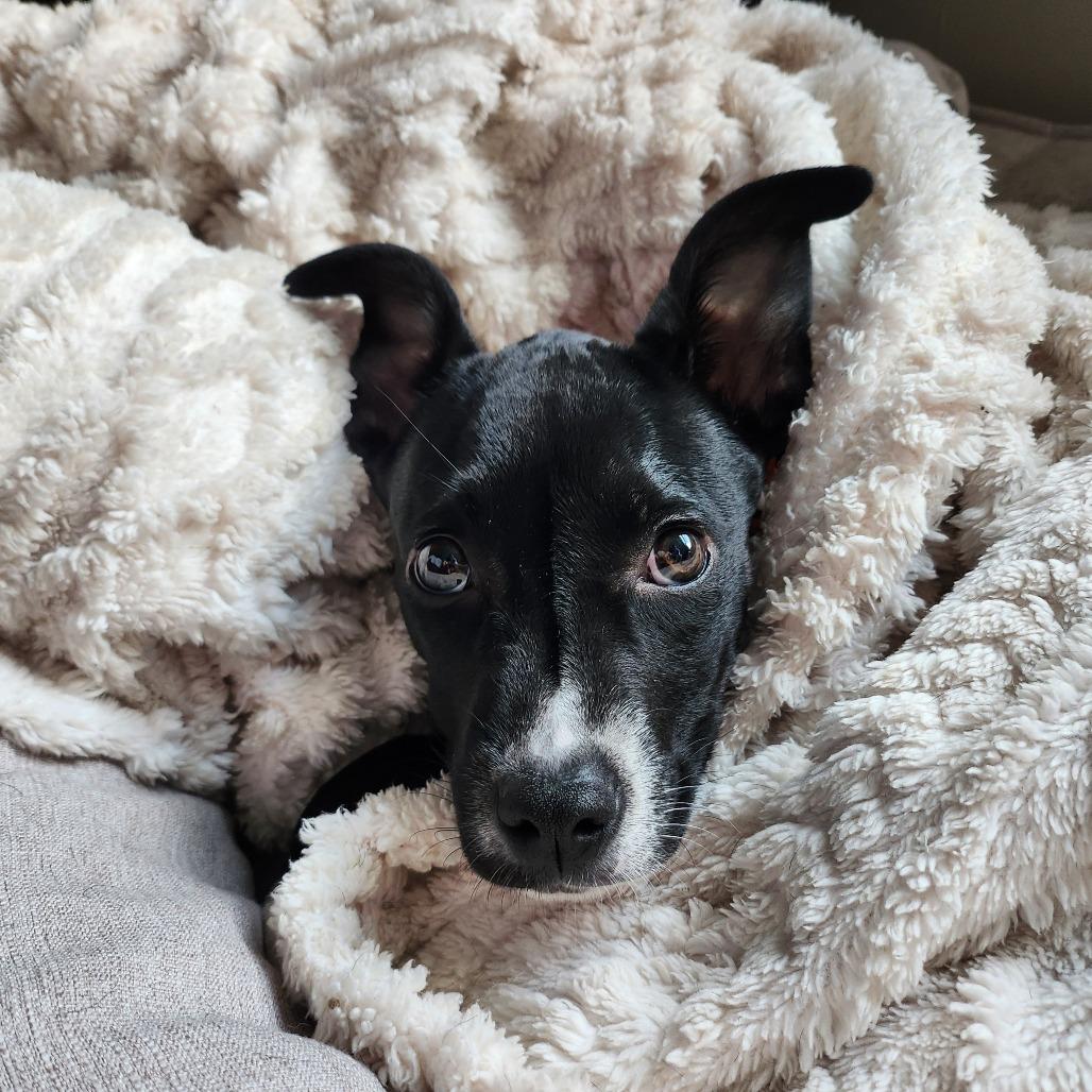 Lyla
