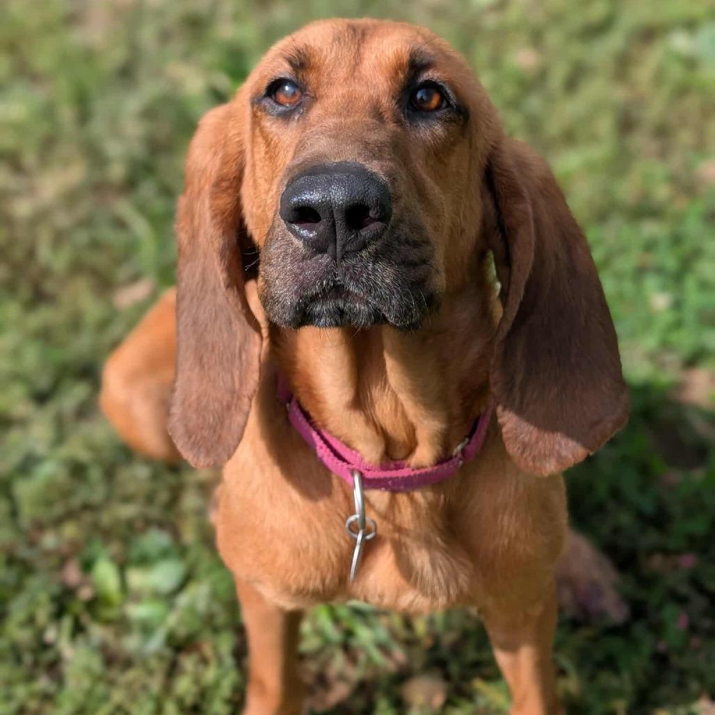 Willow