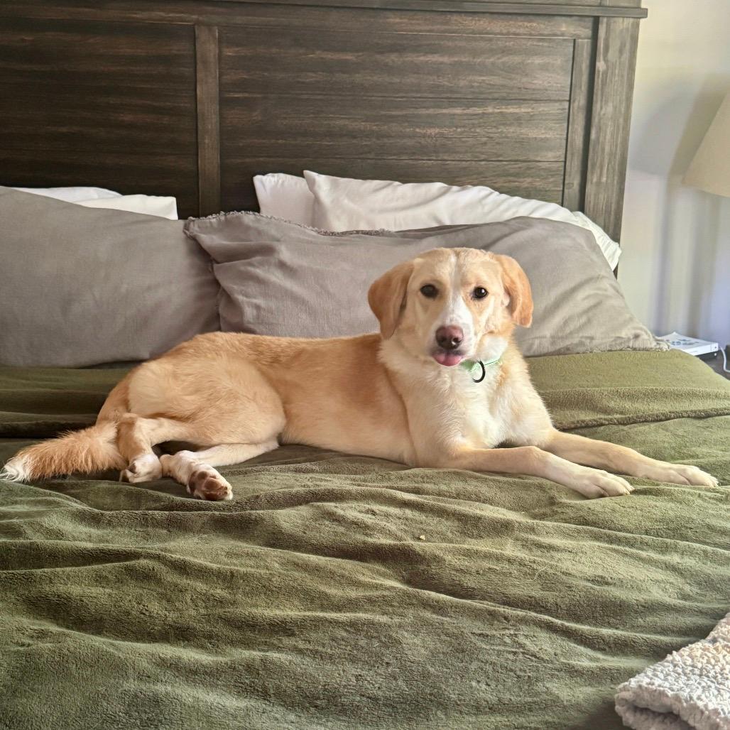 Hazel