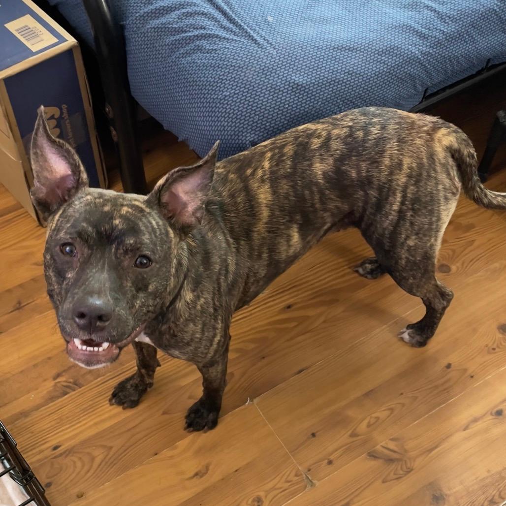 Nixie 