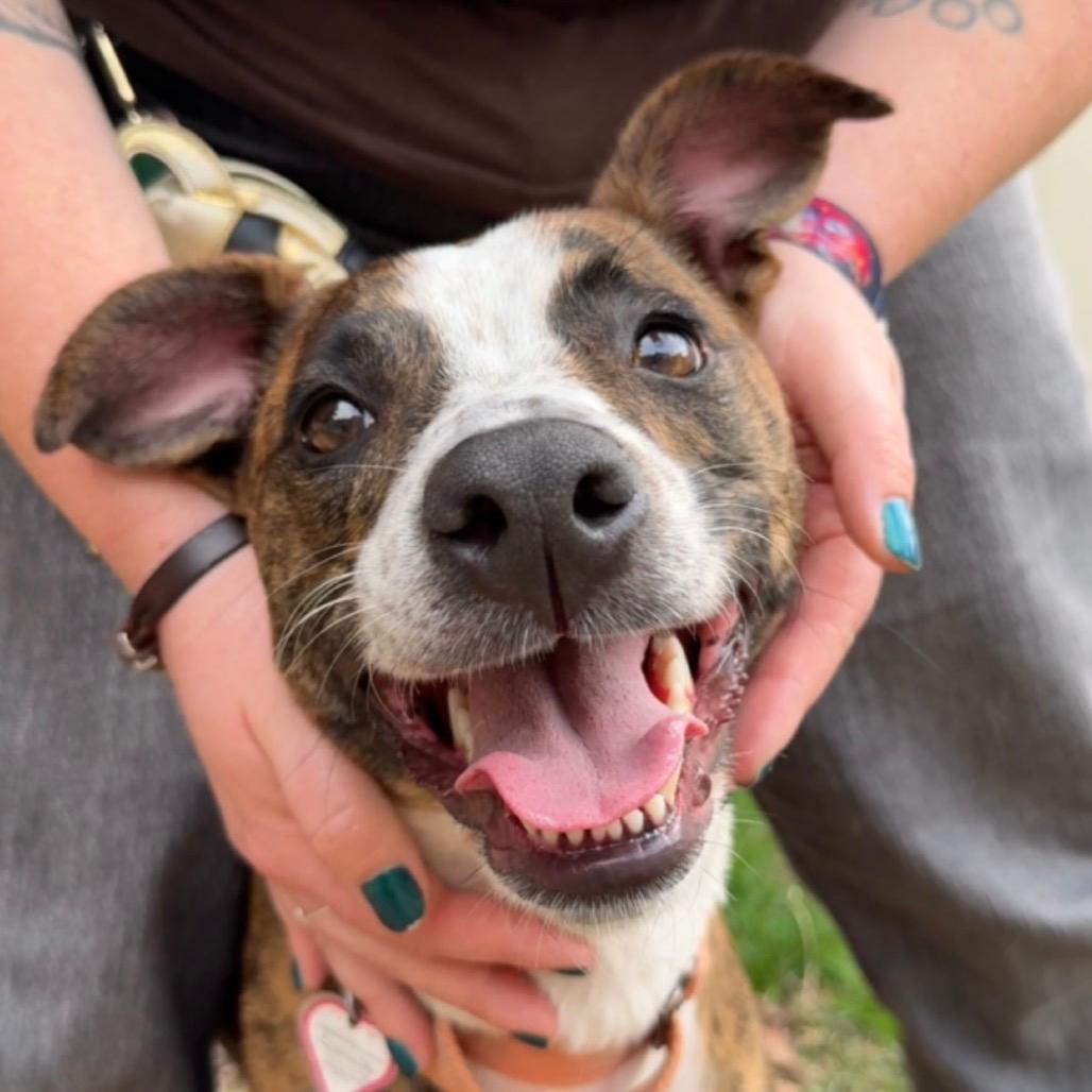 Phoenix - In Foster