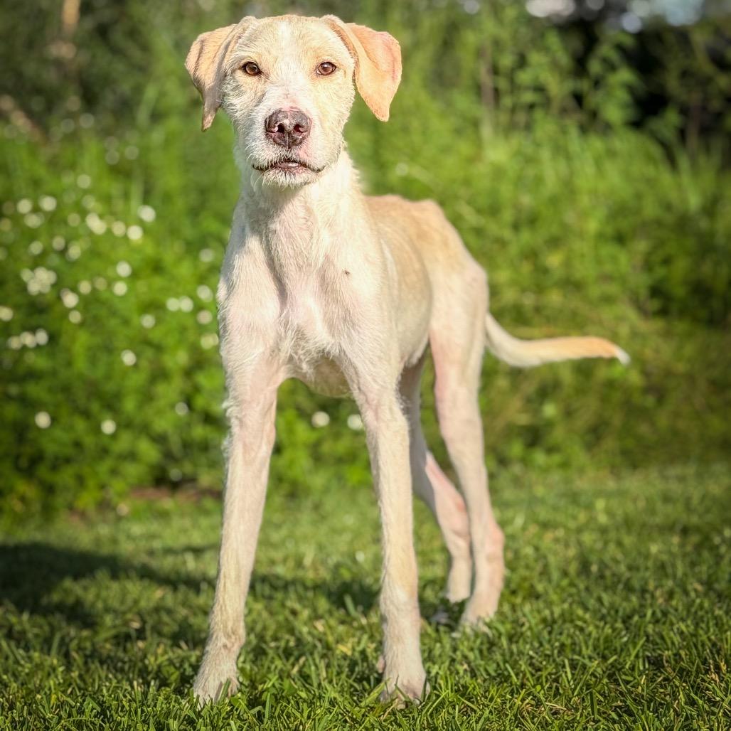 Falkor Twigs McGee