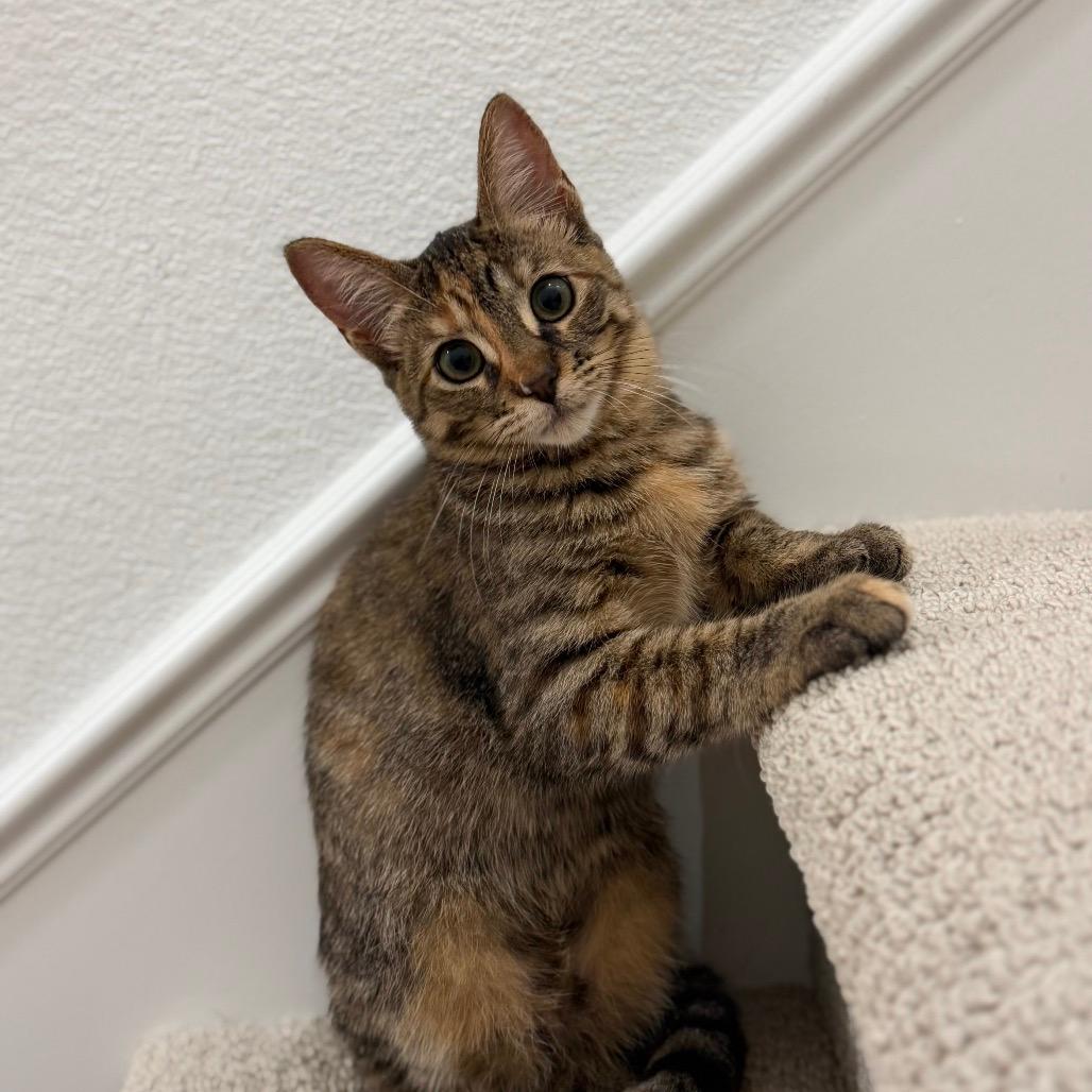 Beignet (home adoption)
