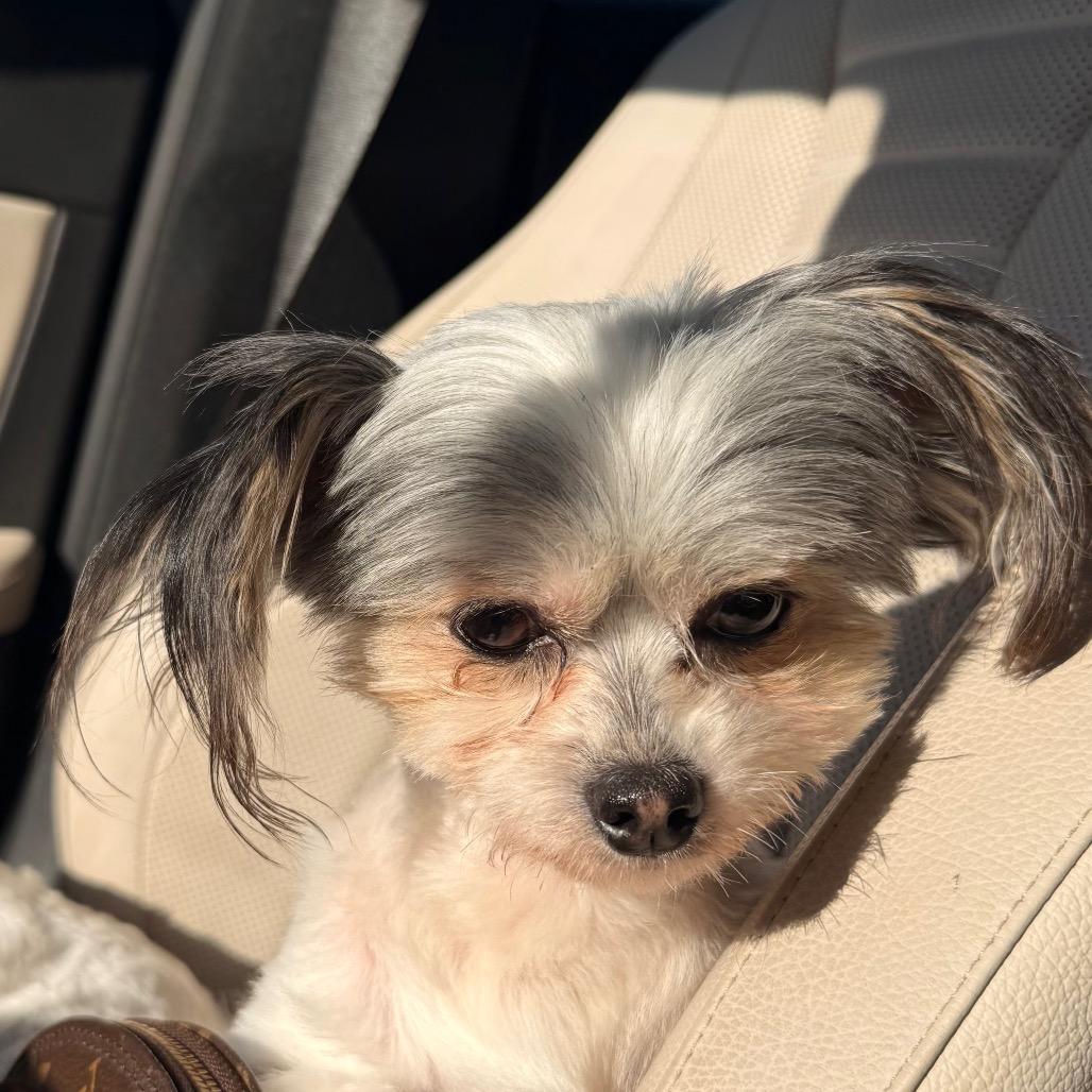 Fonzi