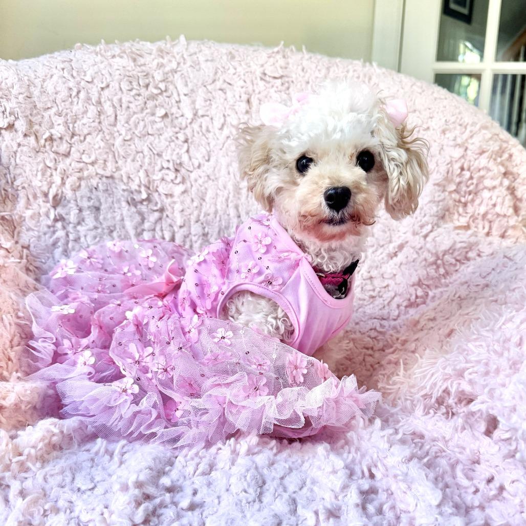 Gracie