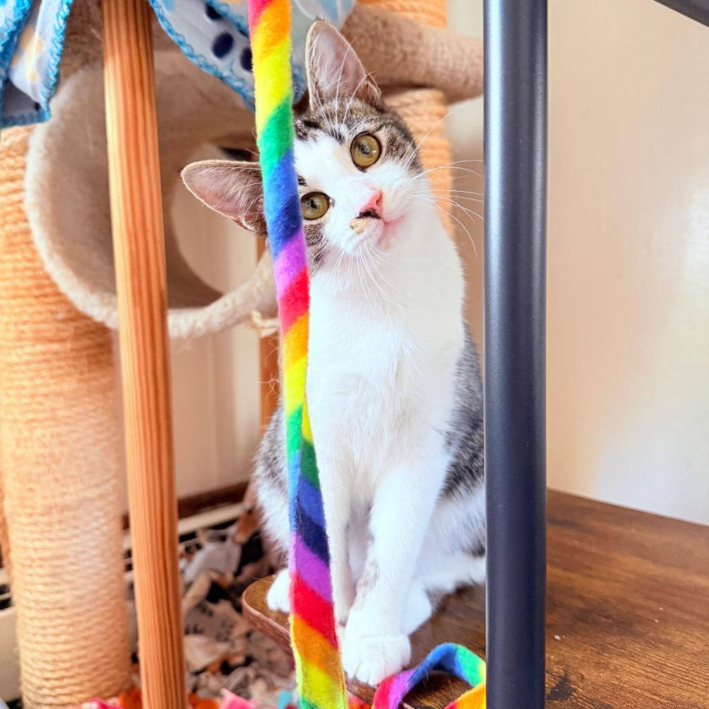 Skeeter-In Foster