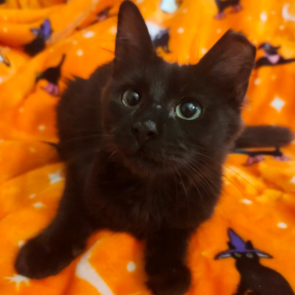 Mixie Boo-AR